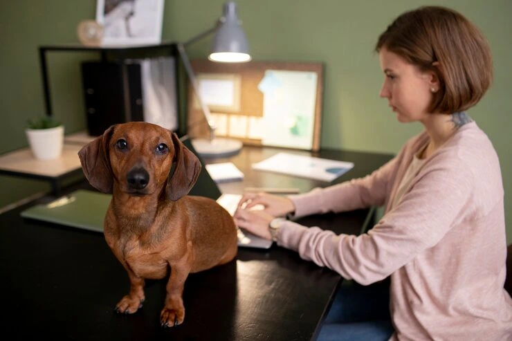 Why Choose Us for Show Dog Relocation Services From Canada to England